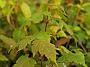 Acer caudatum ssp ukurunduense